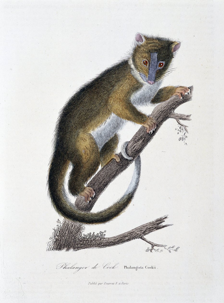 Naturgeschichtstafel: Zoologische Tafel, die den Phalanger von Cook darstellt (Phalangista Cookii) - in „Works of Buffon“ von Naturforscher Georges Louis Leclerc, Graf von Buffon (1707-1788). Gravur von 1837 von Georges Louis Leclerc