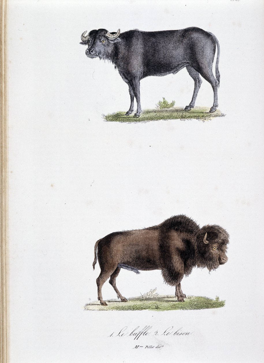 Naturgeschichtstafel: Zoologische Tafel, die 1. den Büffel und 2. den Bison darstellt - in „Gesammelte Werke von Buffon“ von Naturforscher Georges Louis Leclerc, Graf von Buffon (1707 - 1788). Gravur von 1837. von Georges Louis Leclerc