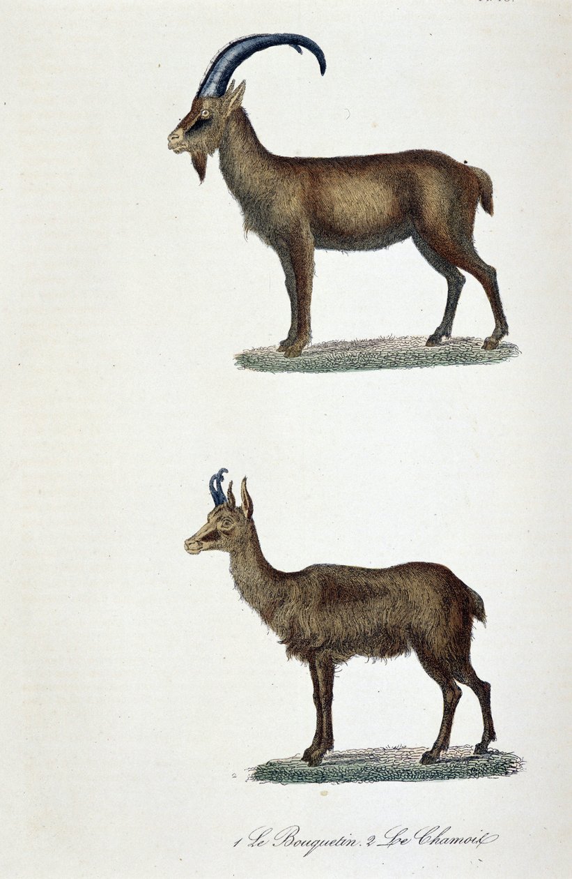 Naturgeschichtstafel: Zoologische Tafel, die 1. den Steinbock und 2. die Gämse darstellt - in „Gesammelte Werke von Buffon“ von Naturforscher Georges Louis Leclerc, Graf von Buffon (1707 - 1788). Gravur von 1837. von Georges Louis Leclerc
