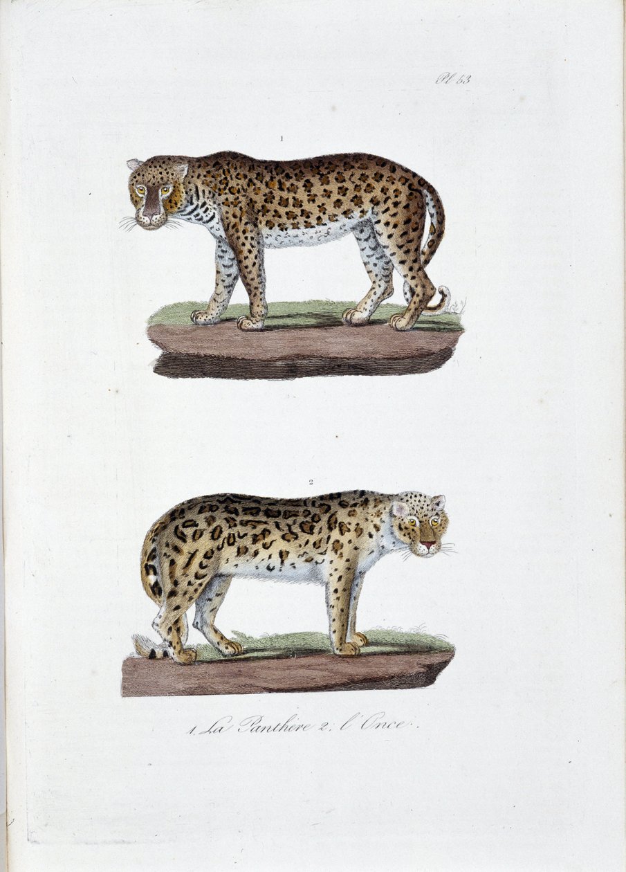 Naturgeschichtstafel: Zoologische Tafel, die 1. den Pangolin und 2. den Schneeleoparden darstellt - in „Complete Works of Buffon“ von Naturforscher Georges Louis Leclerc, Graf von Buffon (1707-1788). Gravur von 1837 von Georges Louis Leclerc