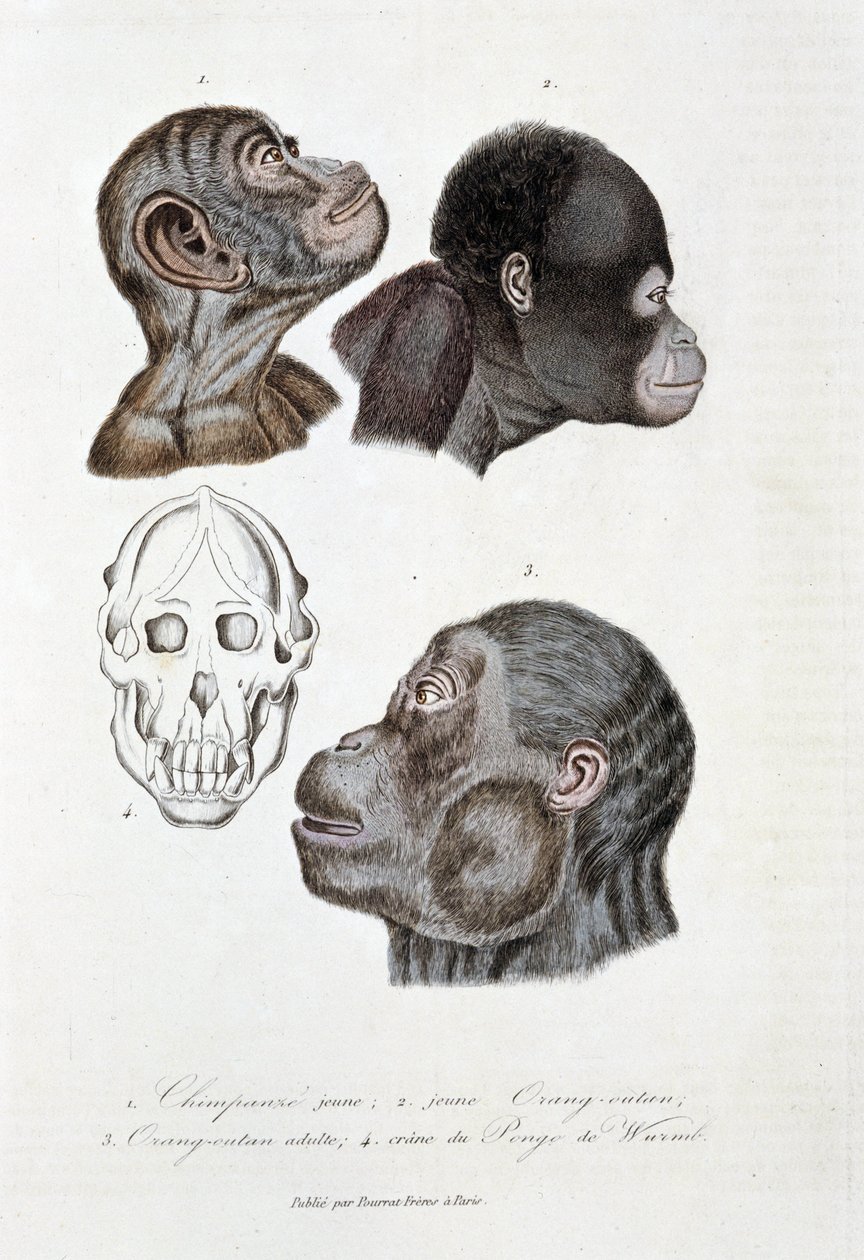 Naturgeschichtstafel: Zoologische Tafel, die 1. jungen Schimpansen; 2. jungen Orang-Utan (Orang-Utan, Orang-Outang, Orang-Utang); 3. erwachsenen Orang-Utan; 4. Schädel des Pongo de Wurmb darstellt - in „Complete Works of Buffon“ von Naturforscher Georges L von Georges Louis Leclerc