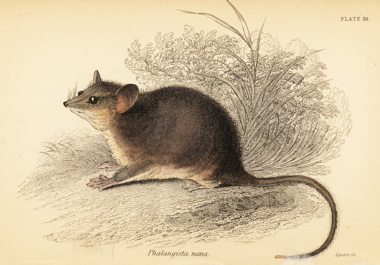 Östlicher Zwergbeutler, Cercartetus nanus (Gravur) von Georges Robert Waterhouse