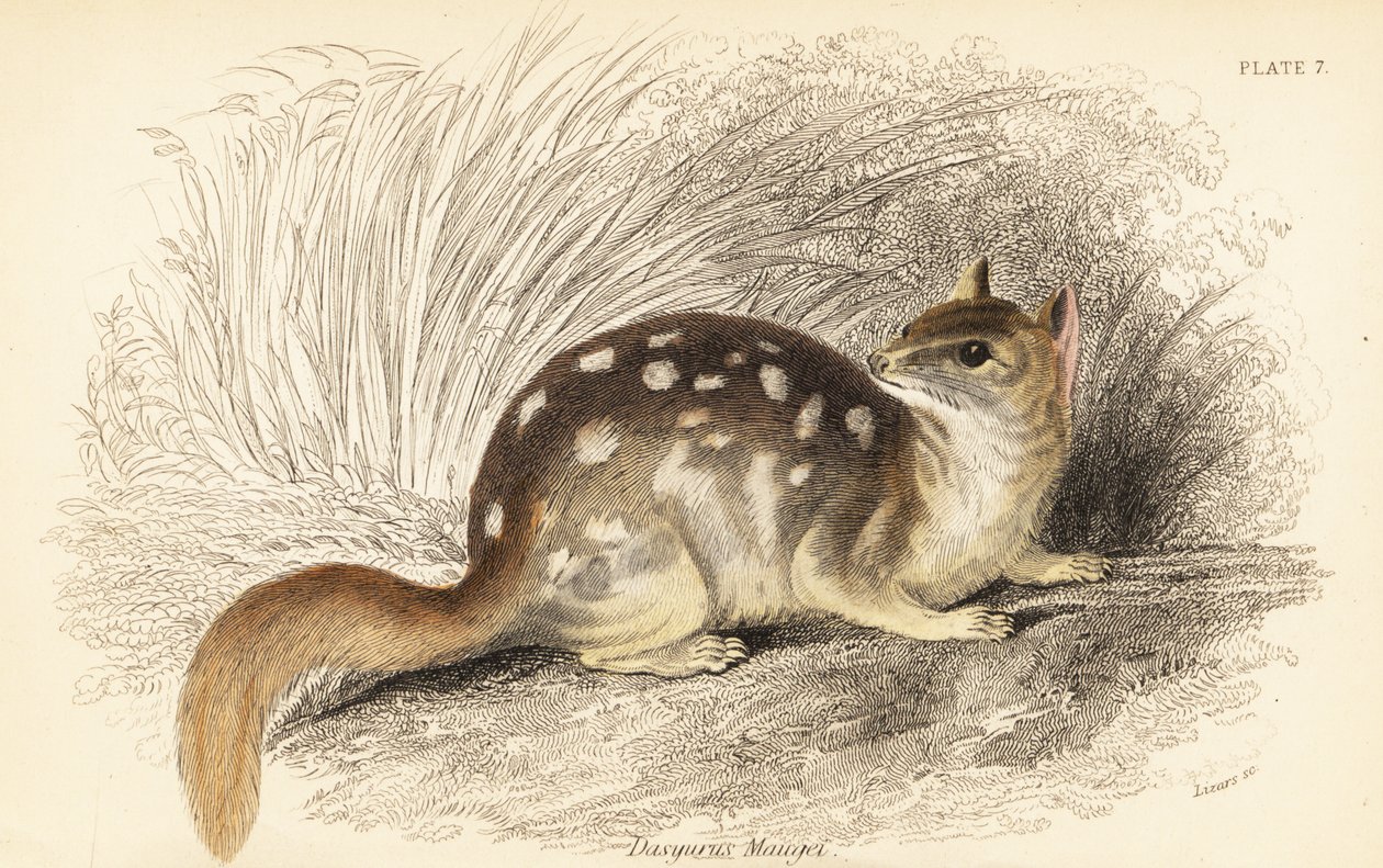 Östlicher Quoll, Dasyurus viverrinus. Gefährdet von Georges Robert Waterhouse