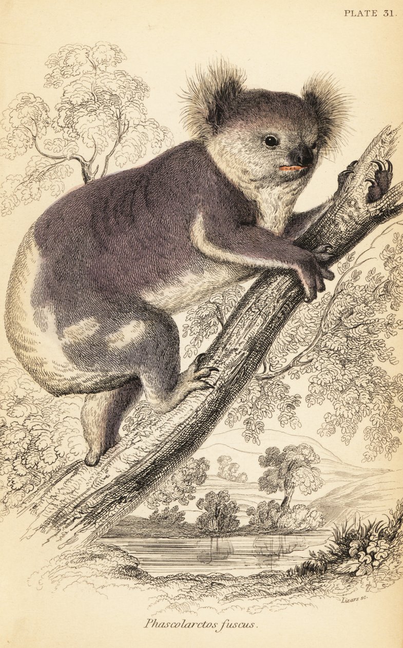 Koala, Phascolarctos cinereus (Stich) von Georges Robert Waterhouse