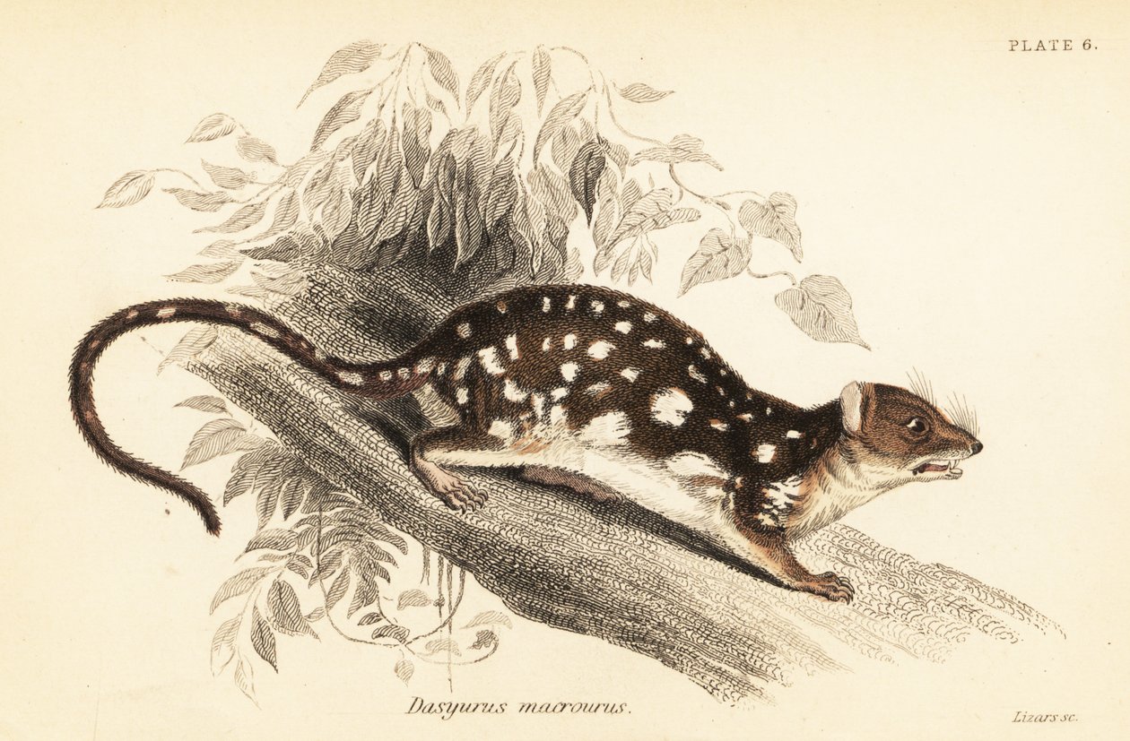 Tiger-Quoll, Dasyurus maculatus, 1841 (Gravur) von Georges Robert Waterhouse