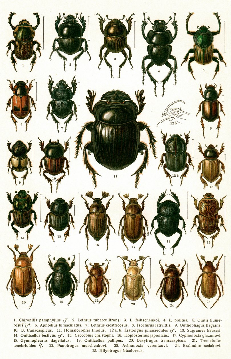 Antiker Druck von europäischen Käferarten, um 1910 (Chromolithographie) von Georgiy Jacobson