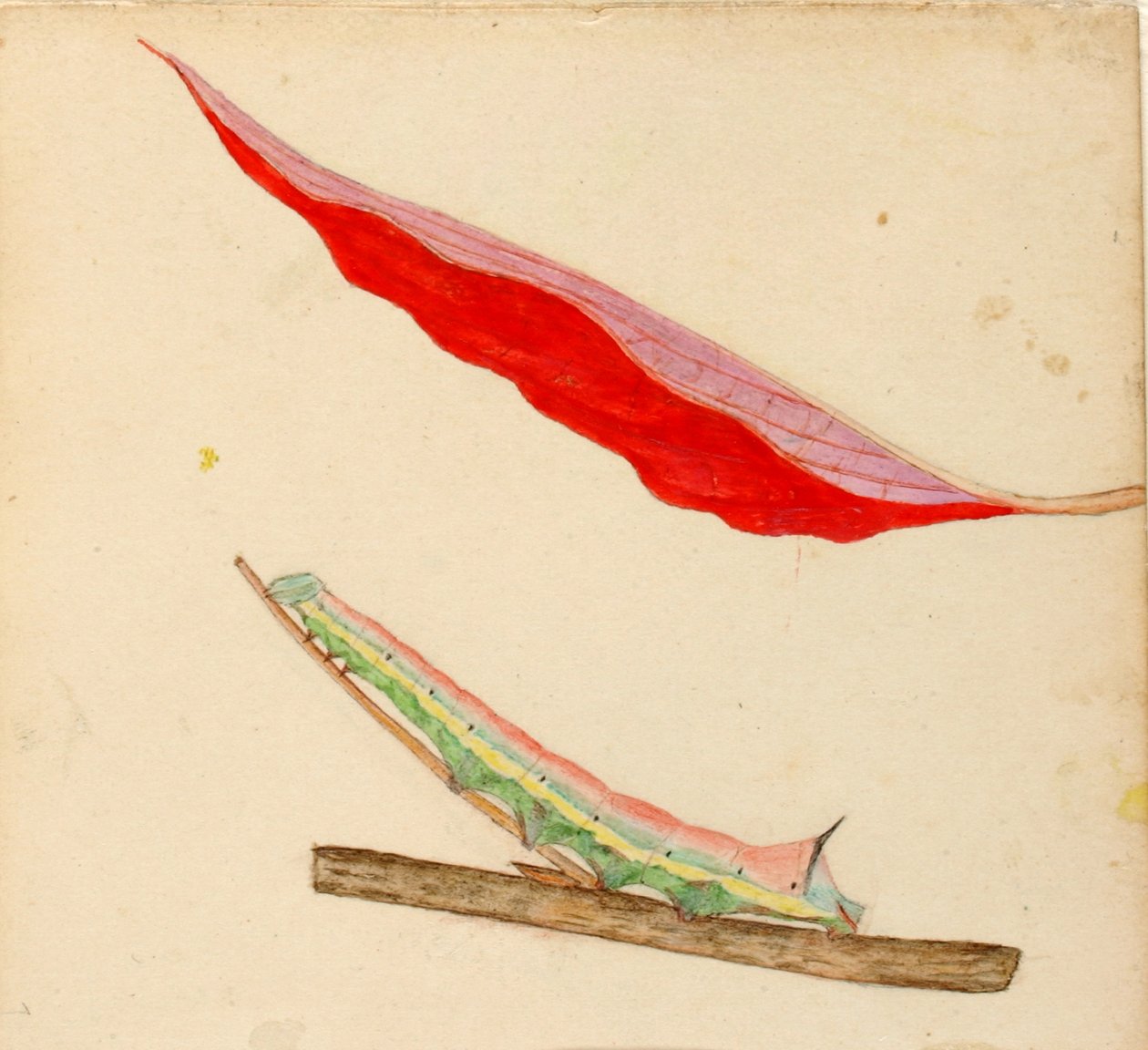 "Spiegel-Rücken" Raupe, Studie für das Buch Concealing Coloration in the Animal Kingdom von Gerald H. Thayer