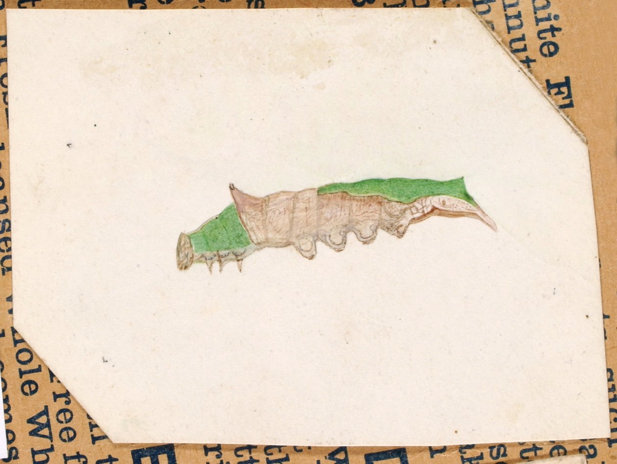 Eichenblatt-Randraupe, Studie für das Buch Concealing Coloration in the Animal Kingdom von Gerald H. Thayer