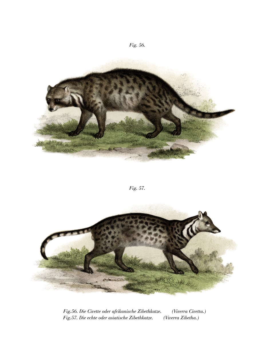 Afrikanische Zibetkatze, 1860 von German School