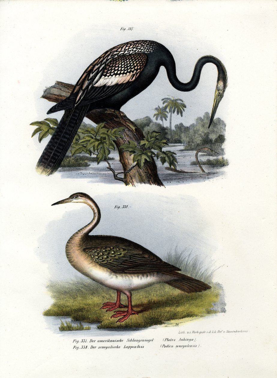 Schlangenhalsvogel von German School
