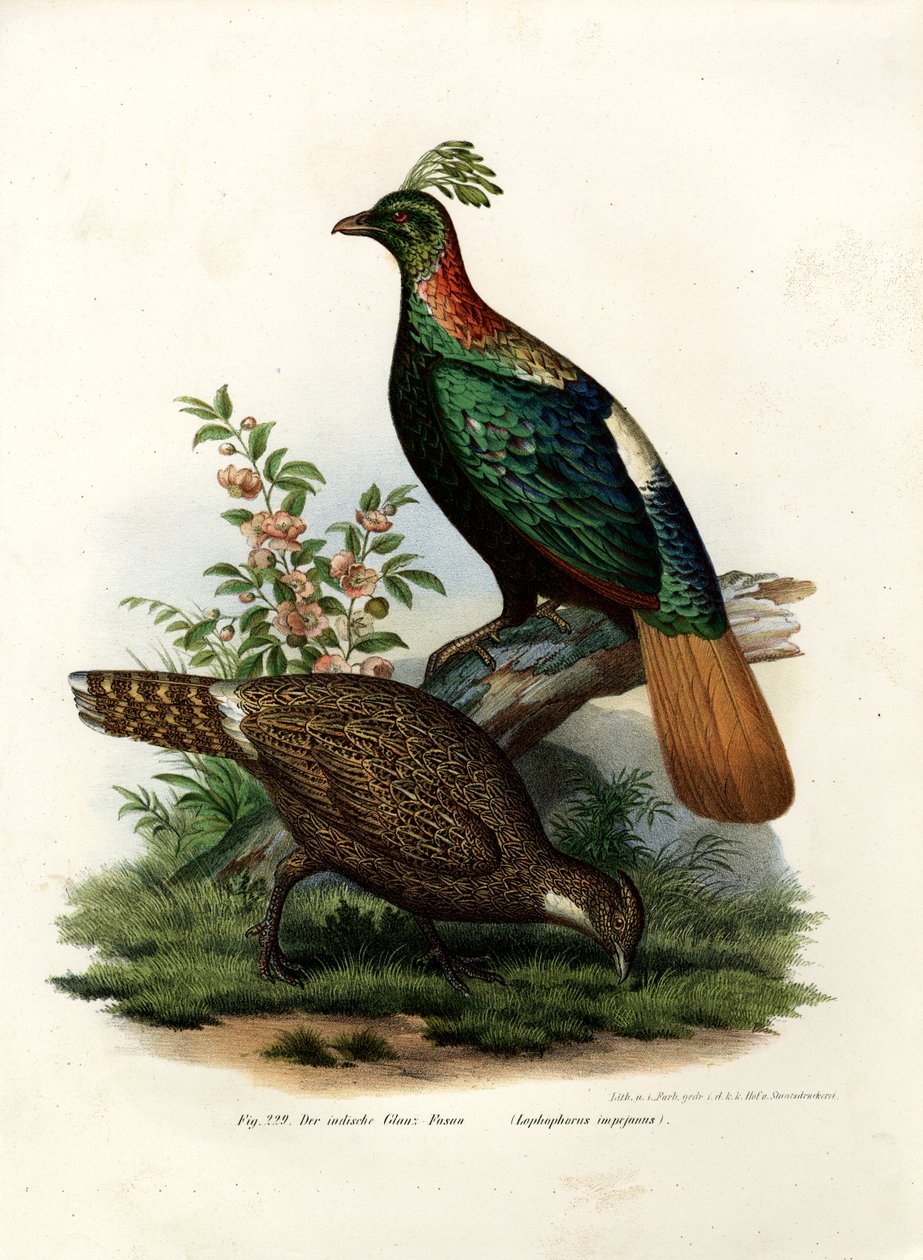 Himalaya-Glanzfasan, 1864 von German School