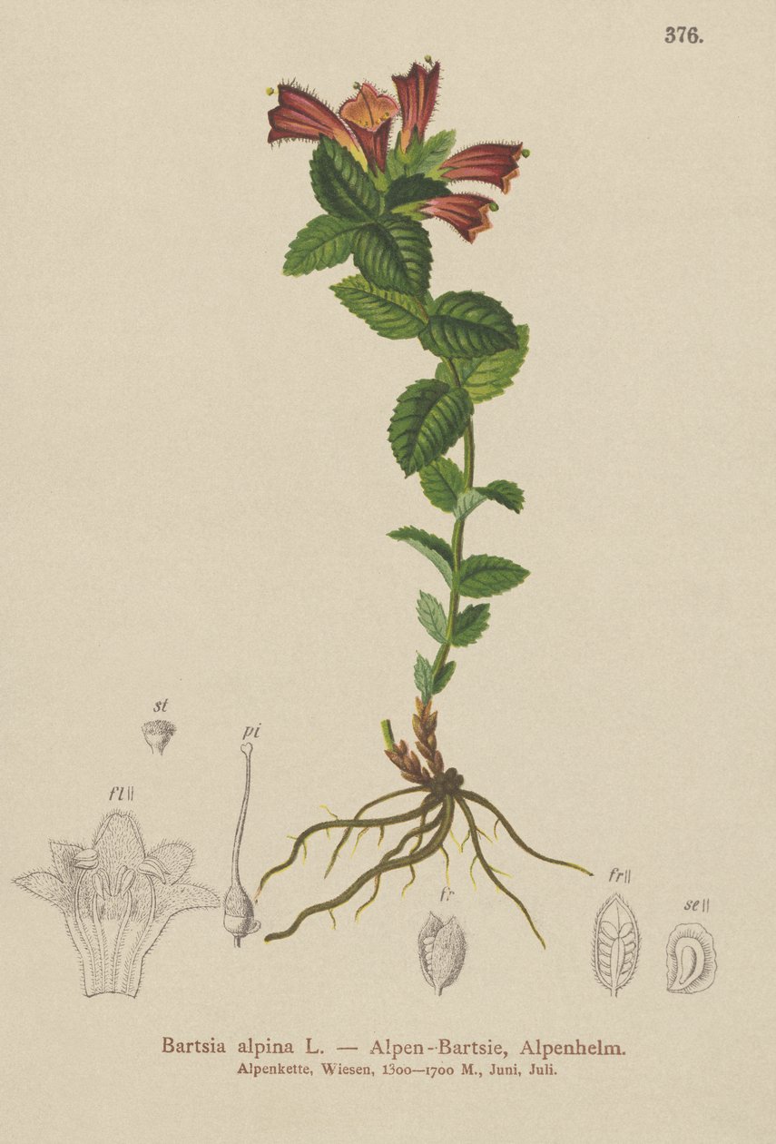 Alpen-Bartfaden (Bartsia alpina) von German School