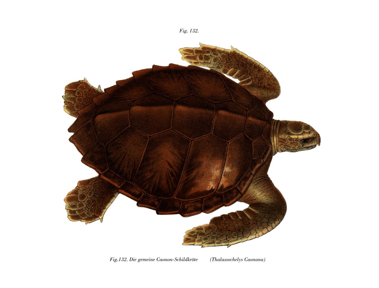 Atlantische Ridley-Schildkröte von German School