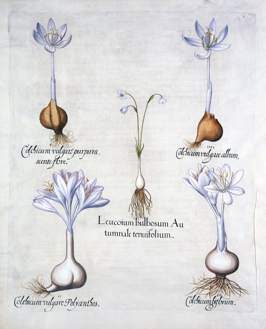 Herbst-Schneeflocke und Herbstzeitlose, aus Hortus Eystettensis, von Basil Besler, veröffentlicht 1613 von German School
