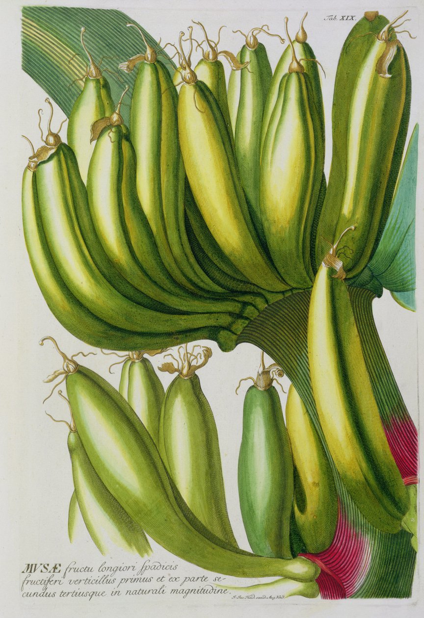 Banane, graviert von Johann Jakob Haid (1704-67) Tafel 19 aus einem botanischen Buch, veröffentlicht von Augustus Vind von German School
