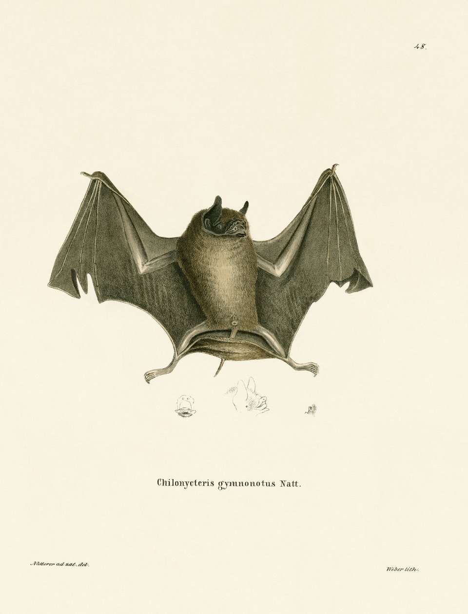 Große Nacktrückenfledermaus (farbige Gravur) von German School