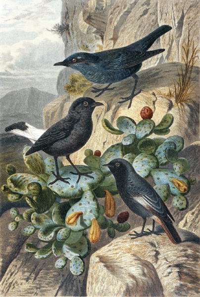 Blausteinschmätzer, Schwarzer Steinschmätzer und Rotschwanz, Tafel aus 