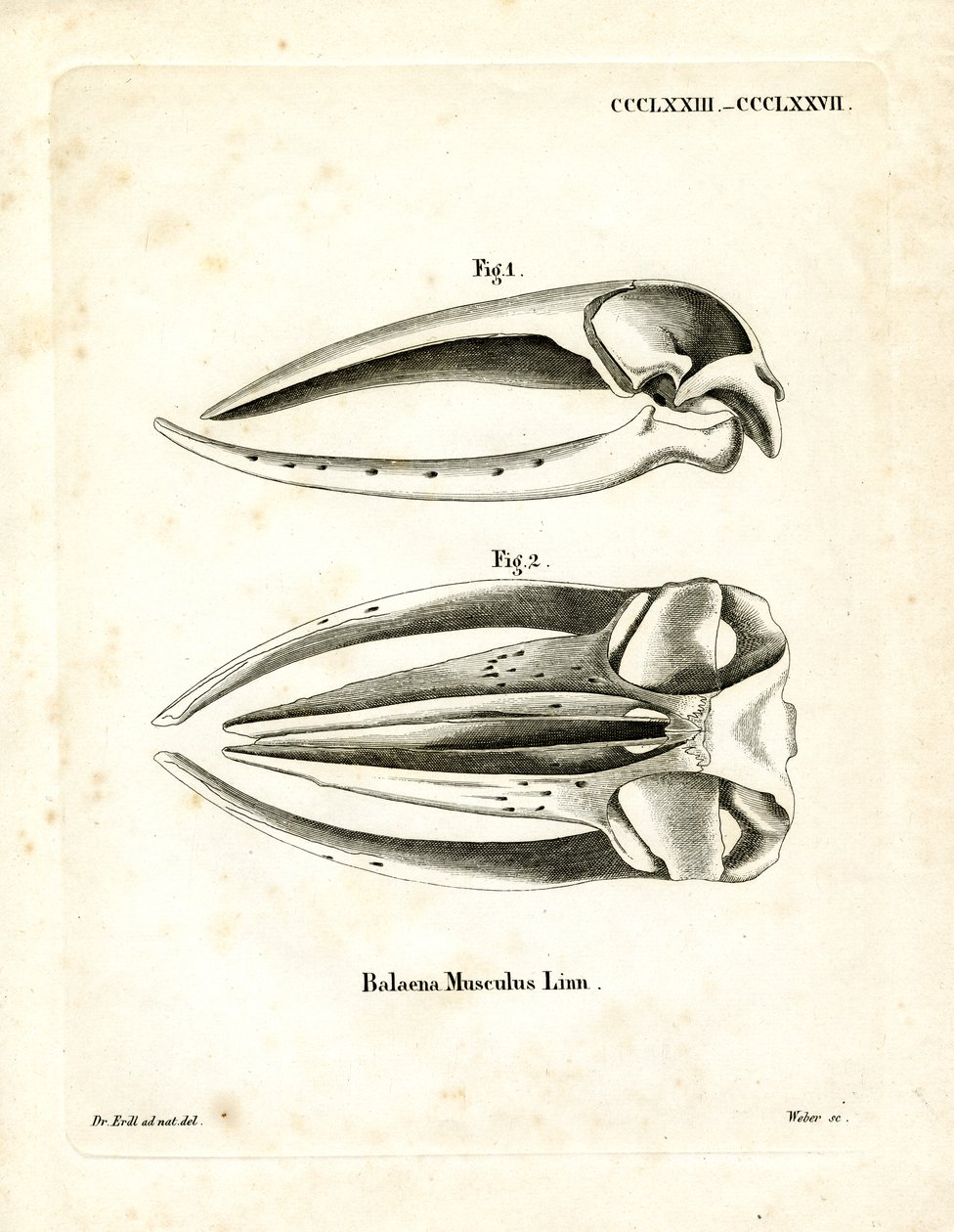 Schädel des Blauwals (farbige Gravur) von German School