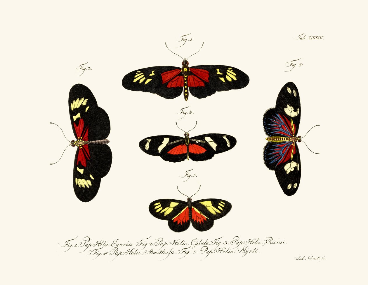Schmetterlinge von German School