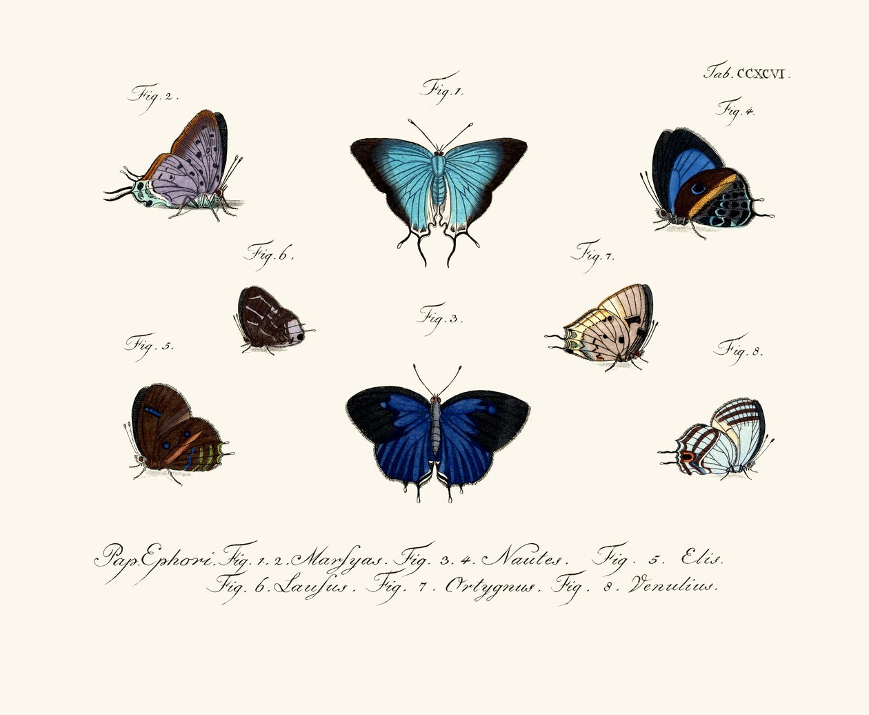 Schmetterlinge von German School