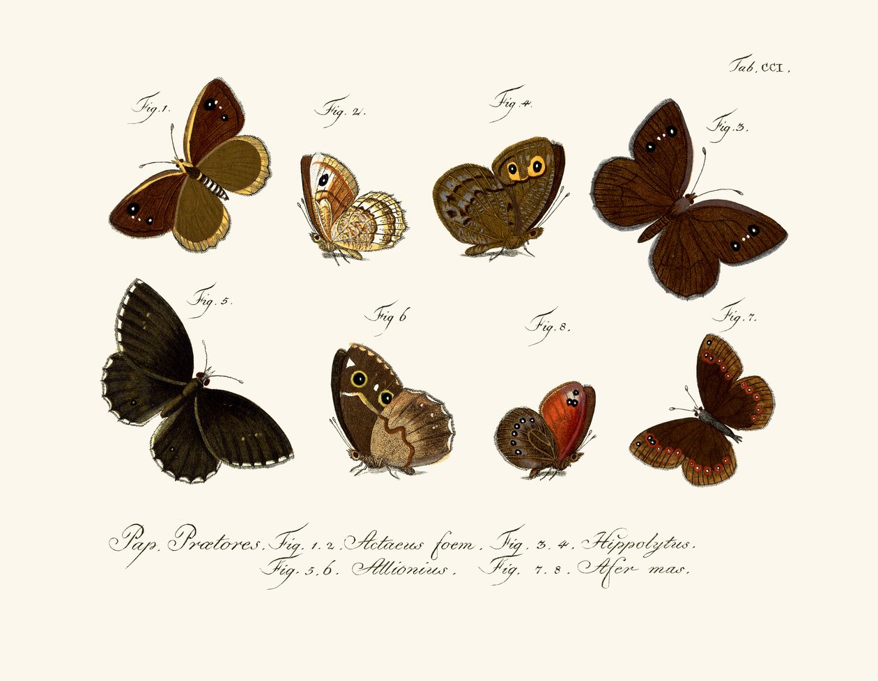 Schmetterlinge von German School