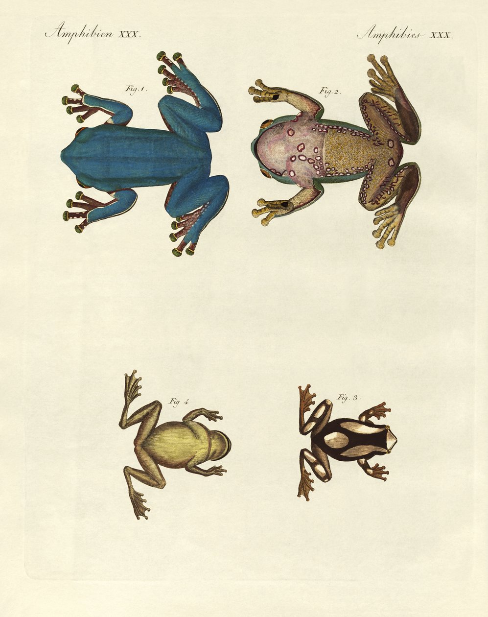 Verschiedene Arten ausländischer Baumfrösche (Farbstich) von German School
