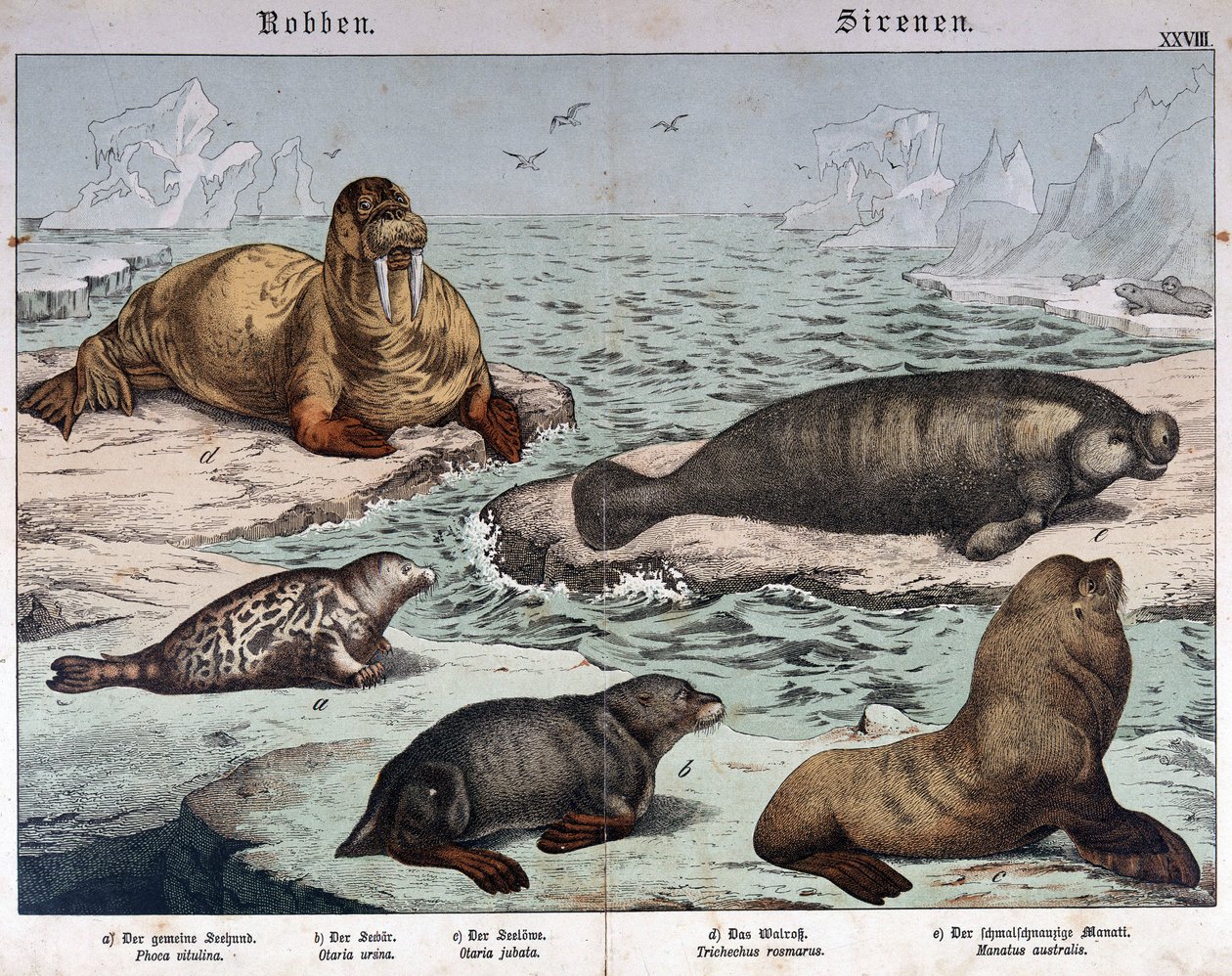 Verschiedene Arten von Robben (marmorierte Robbe links), Walross (oben links) und Seelöwen - in „Naturgeschichte der Säugetiere“, ed. Schreiber, München von German School