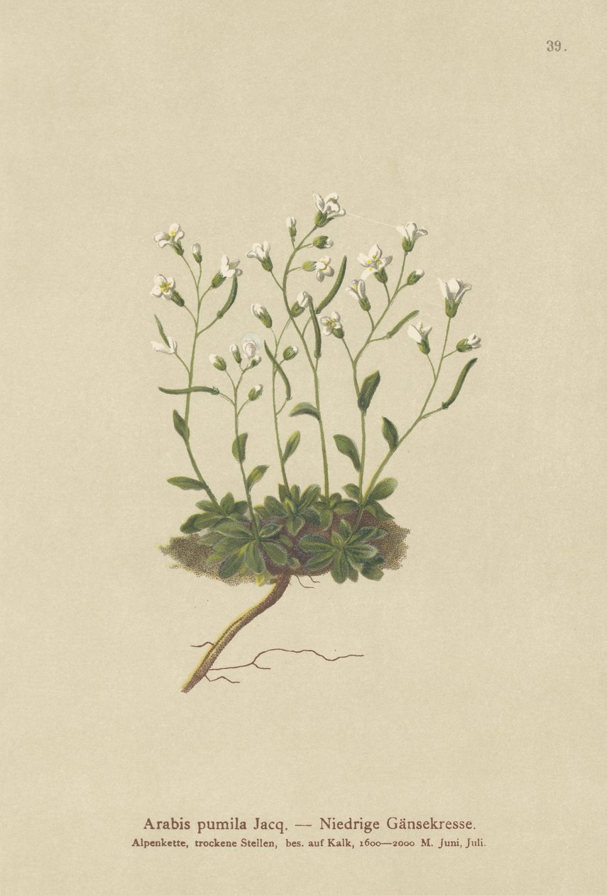 Zwerg-Gänsekresse (Arabis pumila) von German School