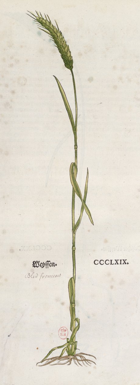 Weizenähre, aus dem Herbarium von Leonhart Fuchs, veröffentlicht in Basel, 1555 von German School