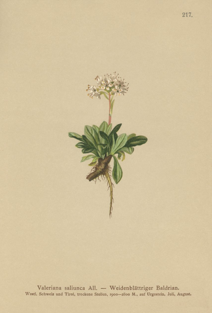 Ganzblättriger Baldrian (Valeriana saliunca) von German School