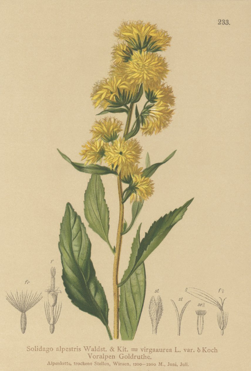 Europäische Goldrute (Solidago alpestris, Solidago virgaurea) von German School