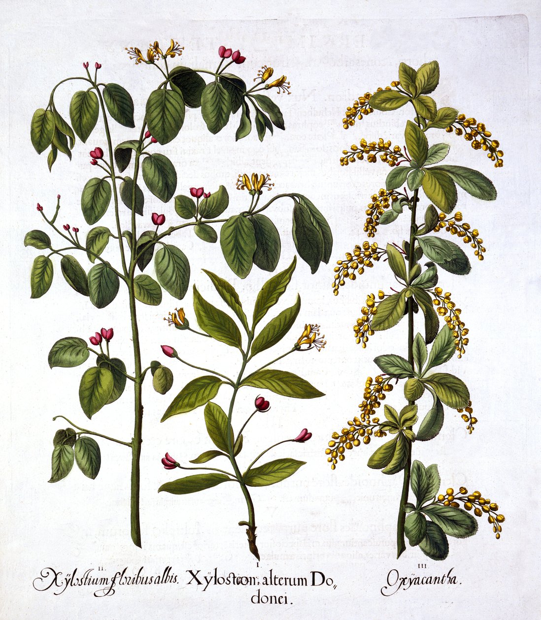 Fliegen-Geißblatt und Weißdorn, aus Hortus Eystettensis, von Basil Besler, veröffentlicht 1613 von German School