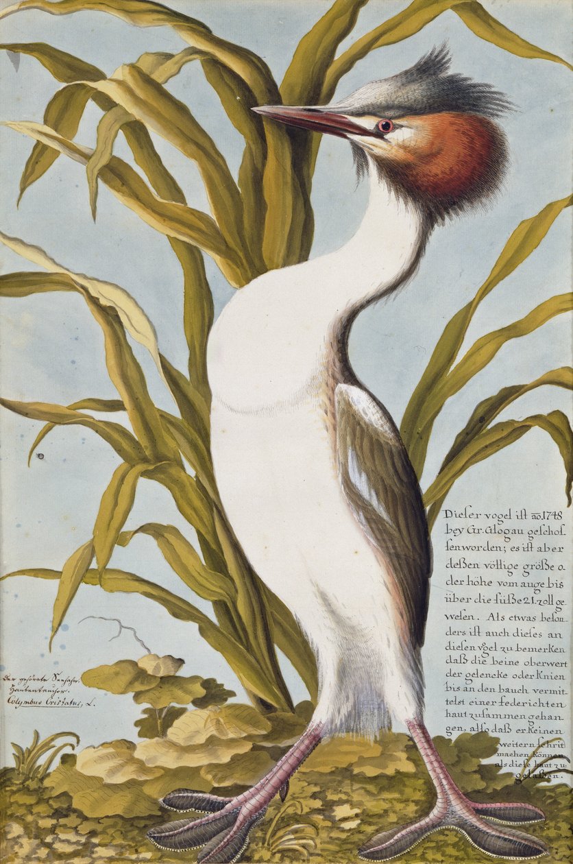 Haubentaucher (Podiceps cristatus) ca. 1748 von German School