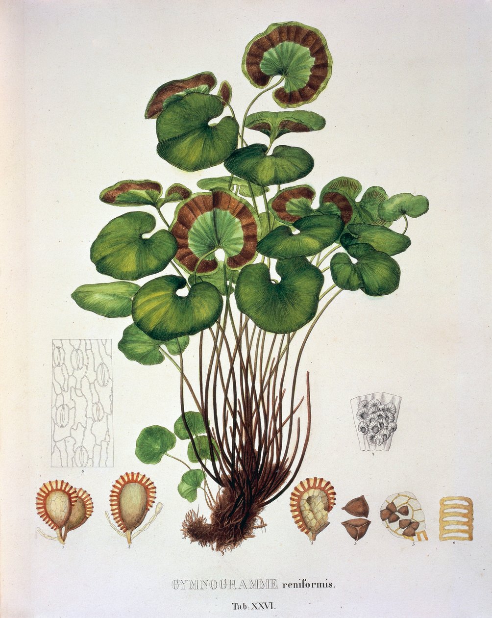 Gymnogramme Reniformis, Tafel XXVI aus 
