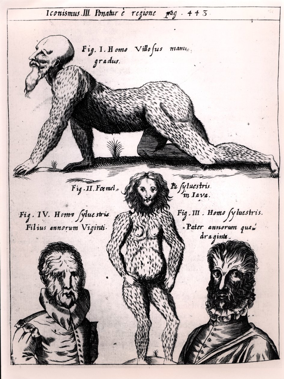 Haariger Mann und Wilder Mann, Illustration aus Physica Curiosa von Gaspar Schott (1608-66) von German School