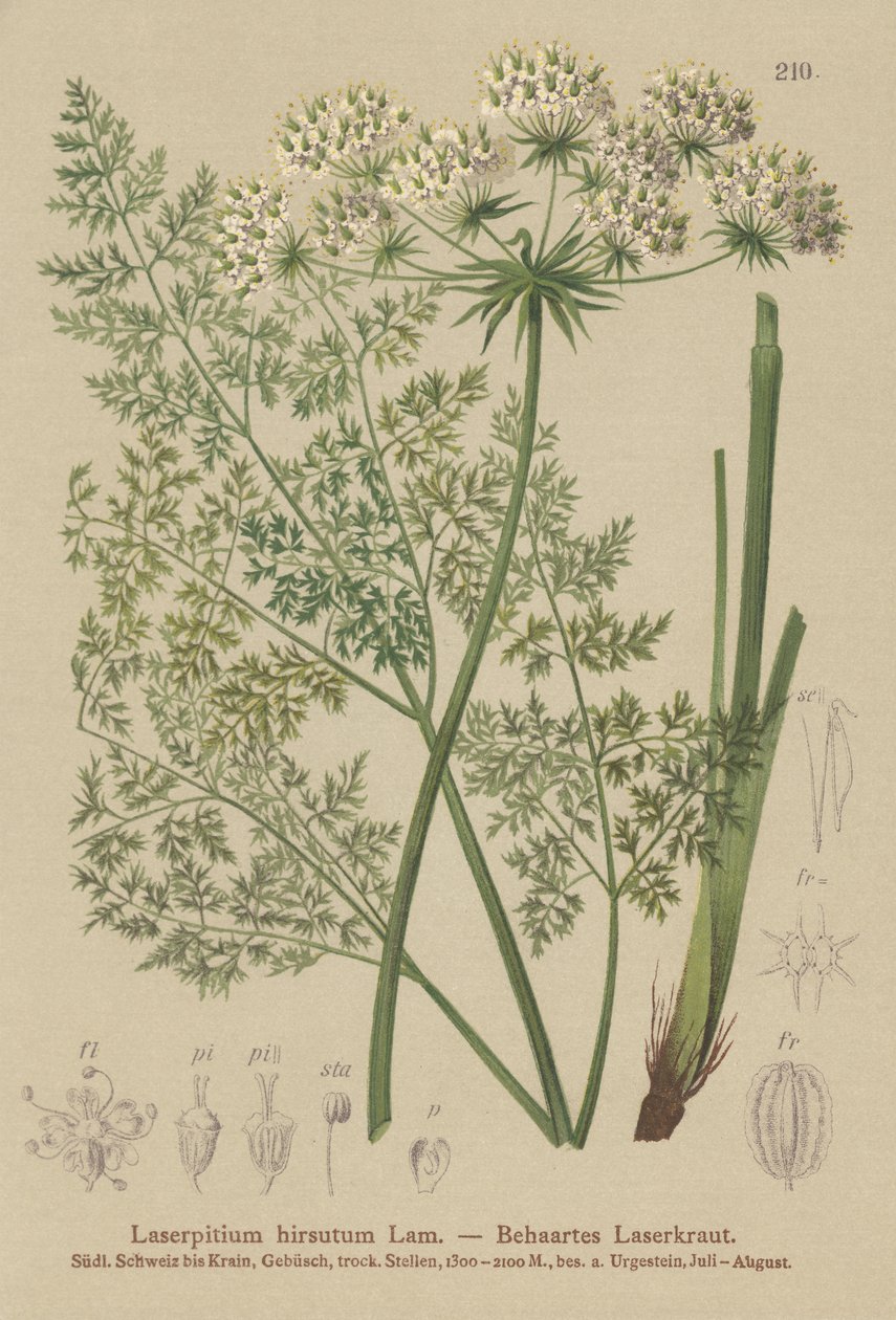 Hallers Haarstrang (Laserpitium hirsutum, Laserpitium halleri, Laserpitium panax) von German School