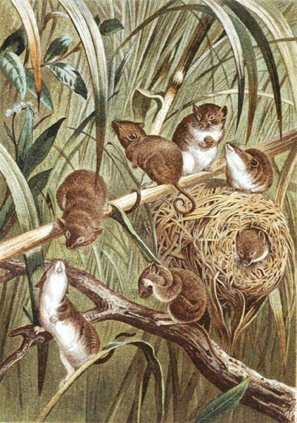 Erntemaus, Tafel aus "Brehms Tierleben: Allgemeine Kunde des Tierreichs", Bd.2, S.515, veröffentlicht vom Bibliographischen Institut von German School