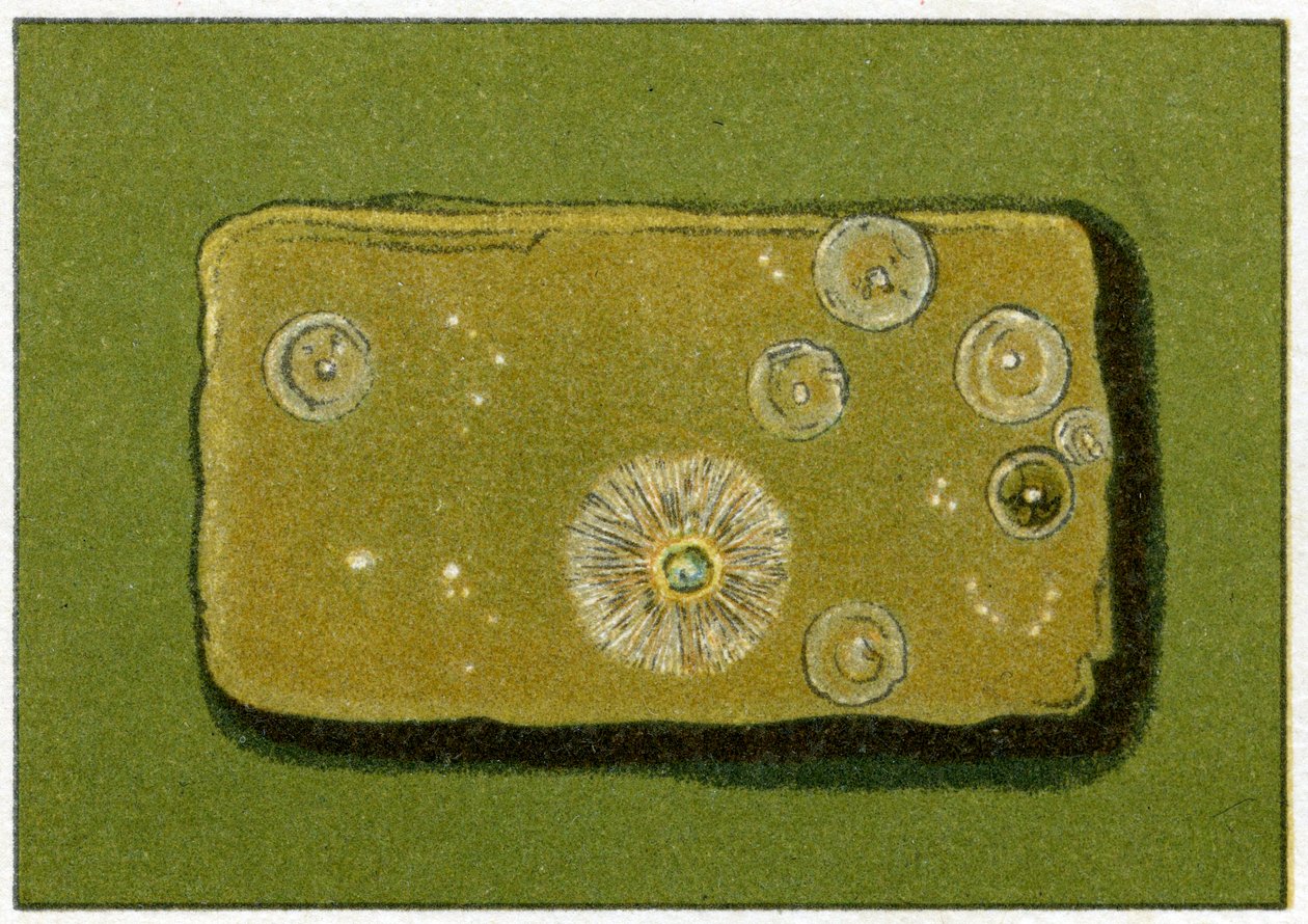 Gesunde Bakterienwerte im Trinkwasser, ca. 1890 von German School