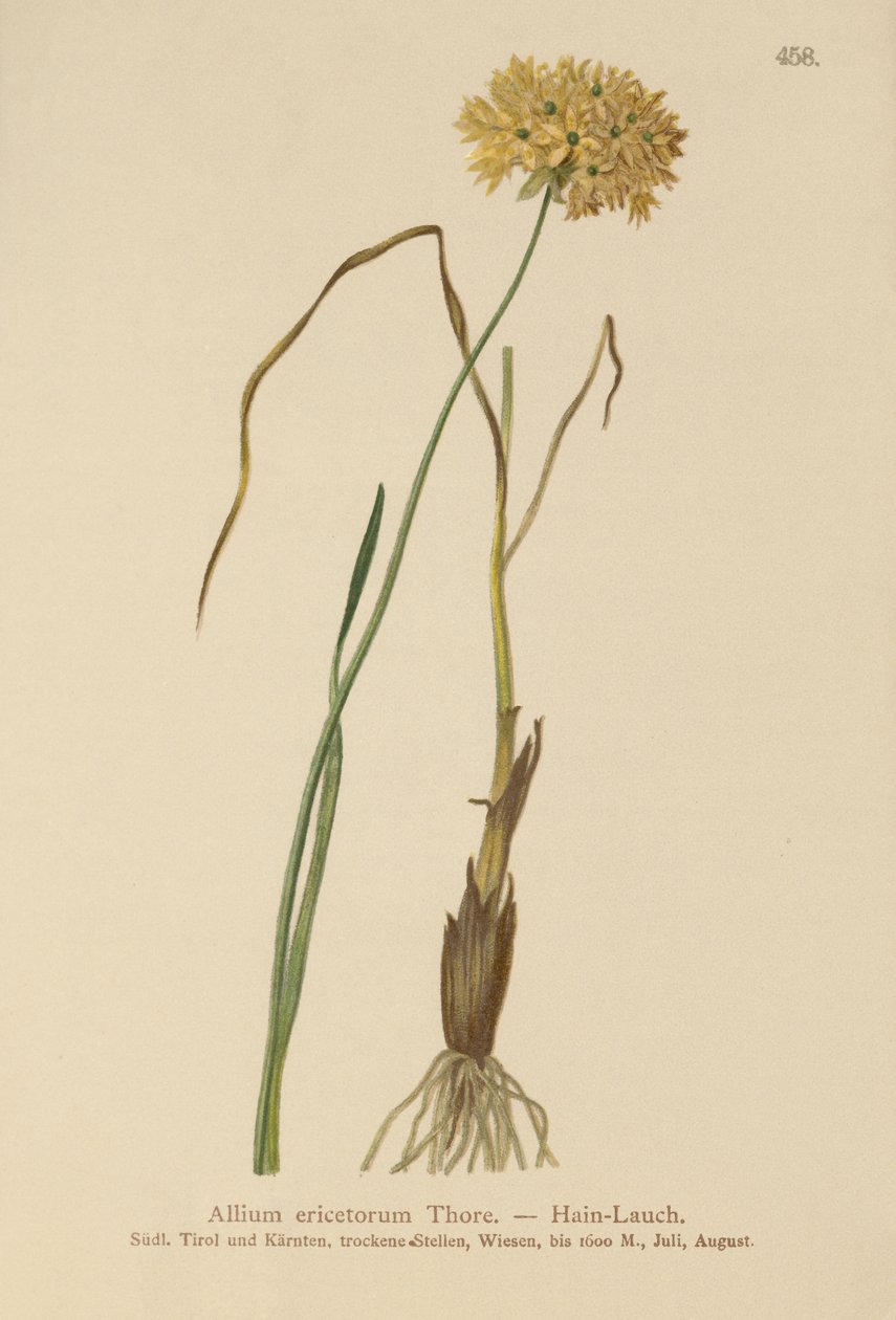 Heide-Lauch (Allium ericetorum, Allium ambiguum, Allium graminifolium) von German School