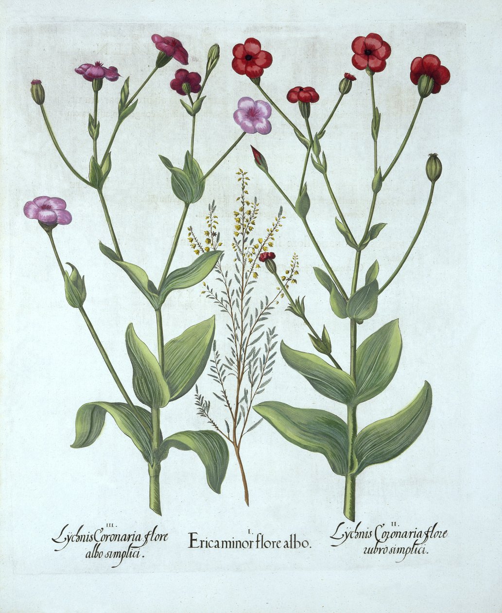 Heidekraut und zwei Arten von Lichtnelken, aus Hortus Eystettensis, von Basil Besler (1561-1629), veröffentlicht 1613 von German School