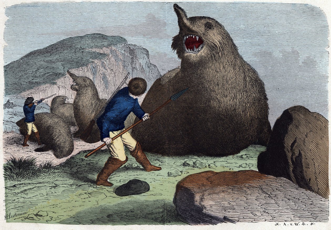 Jäger kämpfen gegen See-Elefanten. In „Wenn Jemand eine Reise tut, so kann er was erzählen“, deutsche Erzählung von Franz Wiedemann. von German School