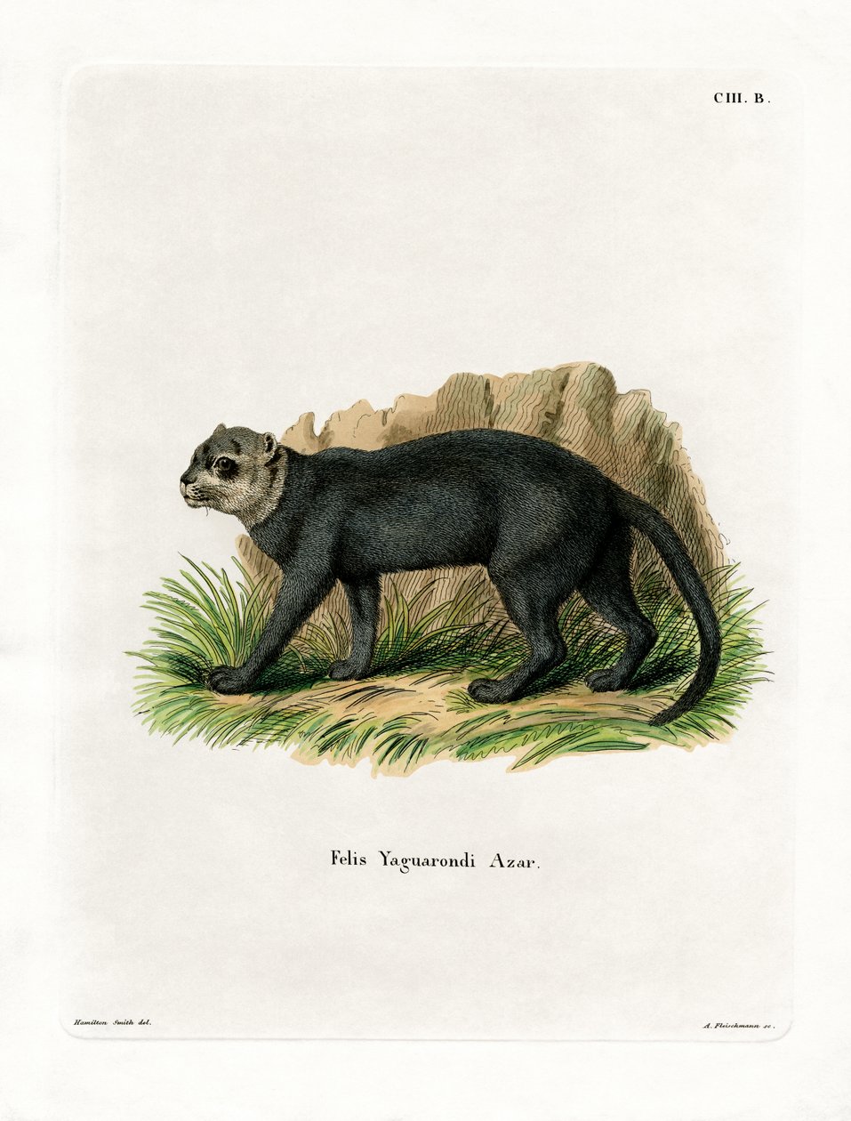 Jaguarundi von German School