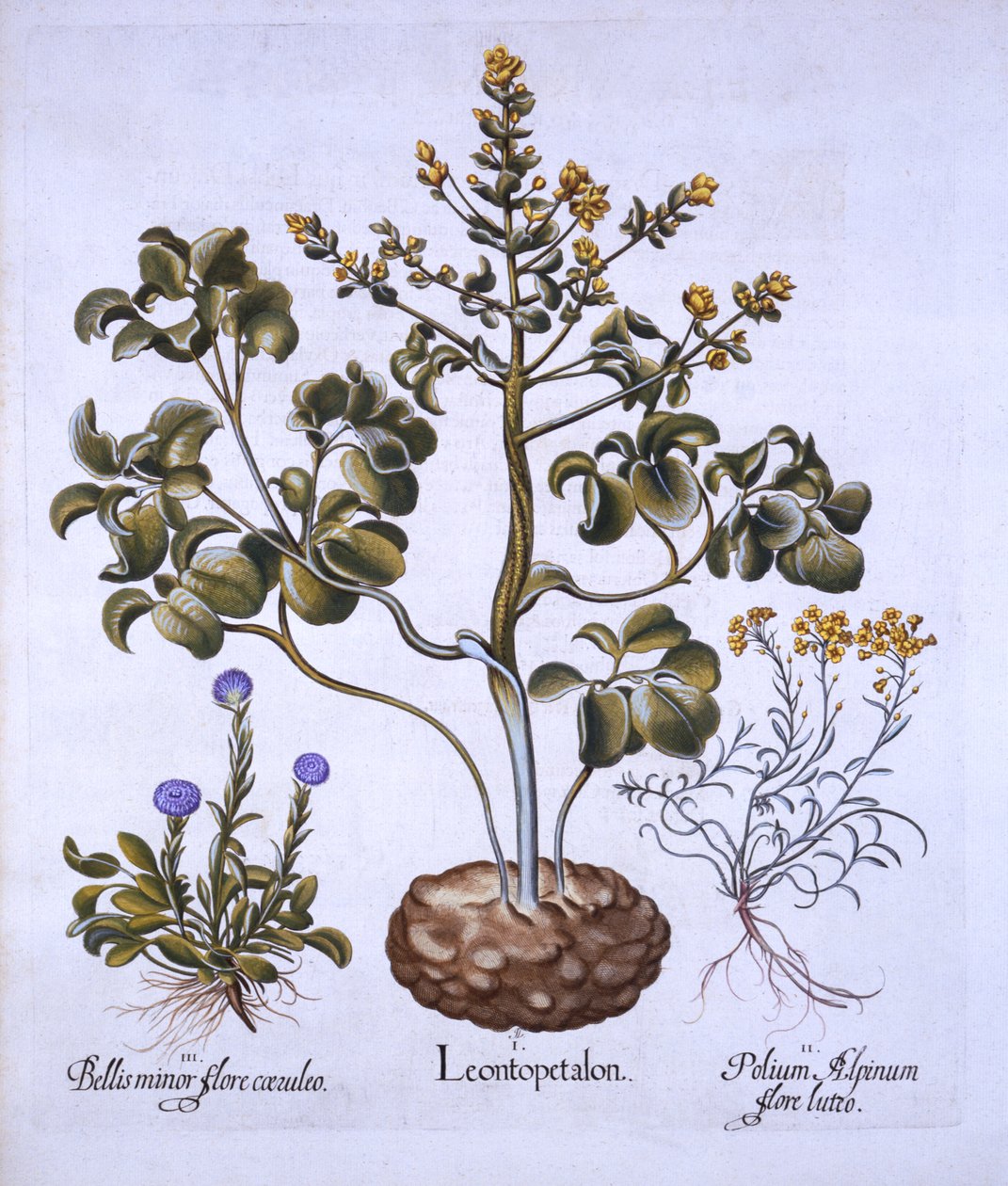 Löwenblatt und Alpenblumen, aus Hortus Eystettensis, von Basil Besler, 1613 von German School