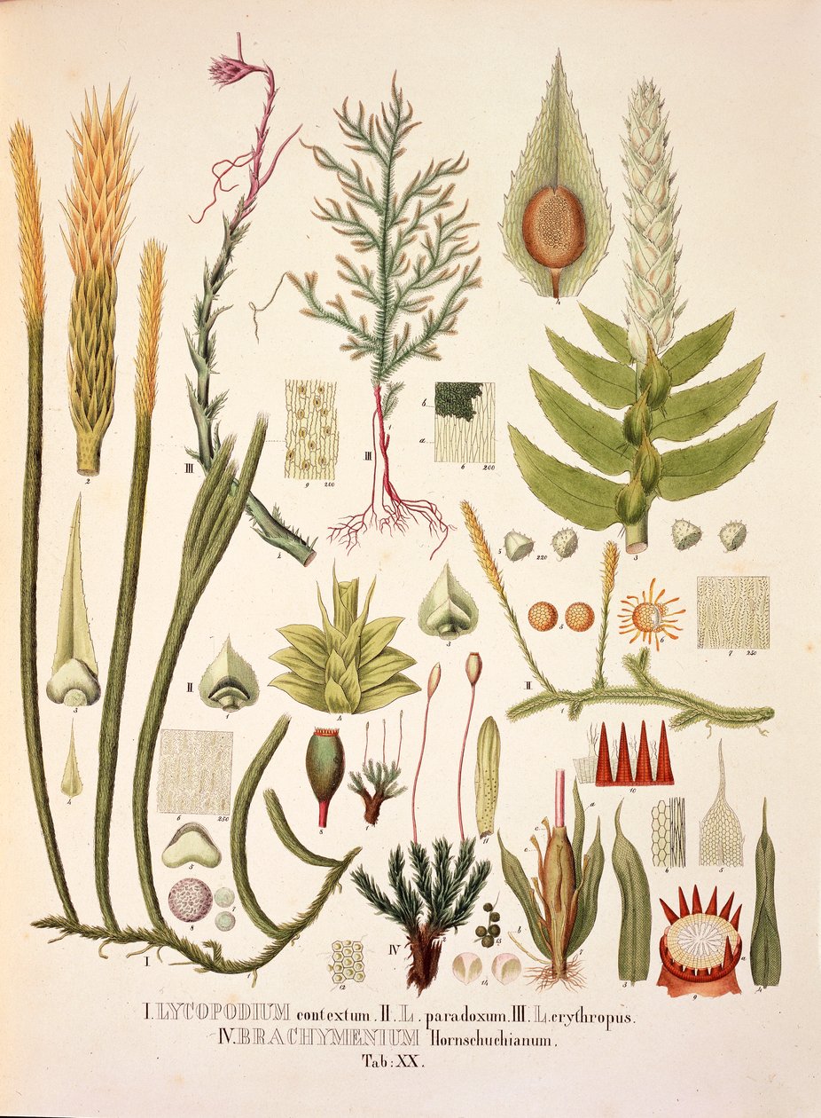 Lycopodium und Brachymenium, Tafel XX aus 