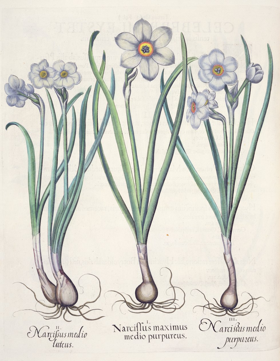 Narzissen: 1. Narcissus maximus medio purpureus; 2. Narcissus medio luteus; 3. Narcissus medio purpureus, aus dem Hortus Eystettensis von Basil Besler, veröffentlicht 1613 von German School