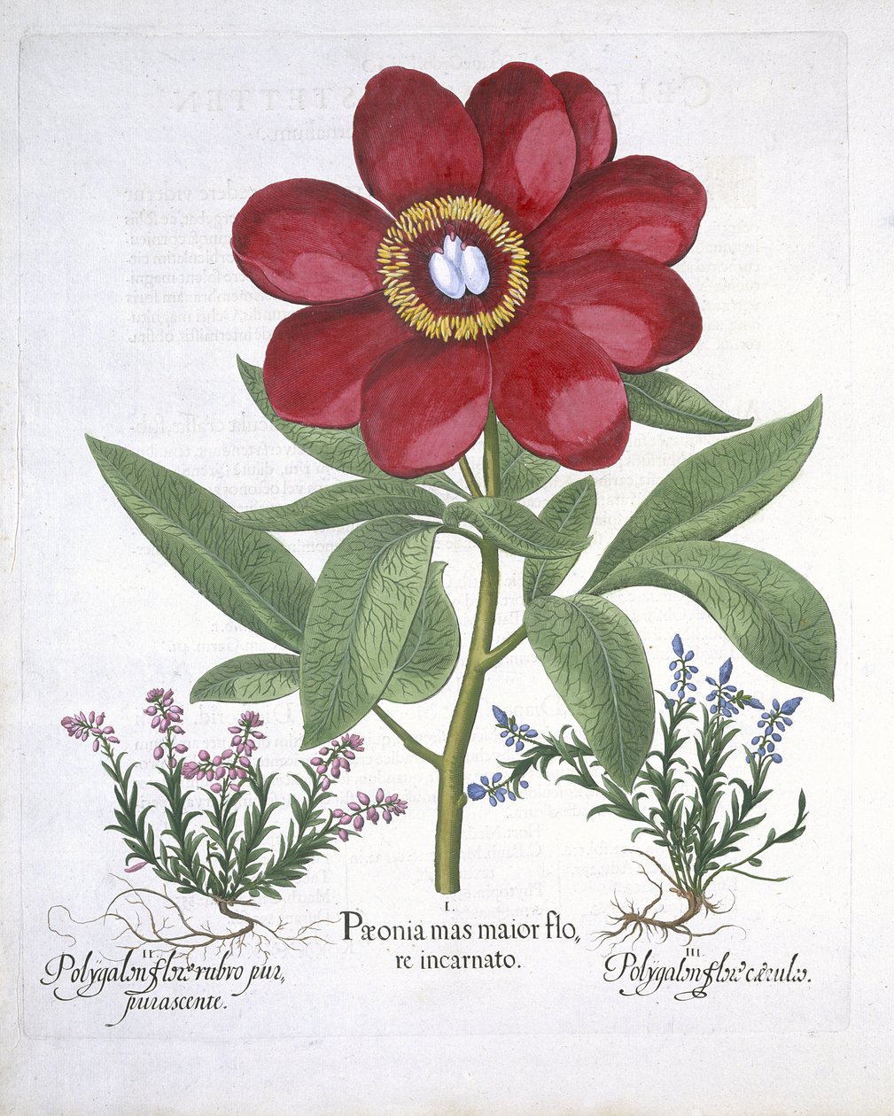Pfingstrose und zwei Polygalen, aus Hortus Eystettensis von Basil Besler (1561-1629), veröffentlicht 1613 von German School