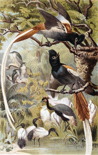 Paradiesvögel, Tafel aus "Brehms Tierleben: Allgemeine Kunde des Tierreichs", Bd. 4, S. 516, veröffentlicht vom Bibliographischen Institut von German School