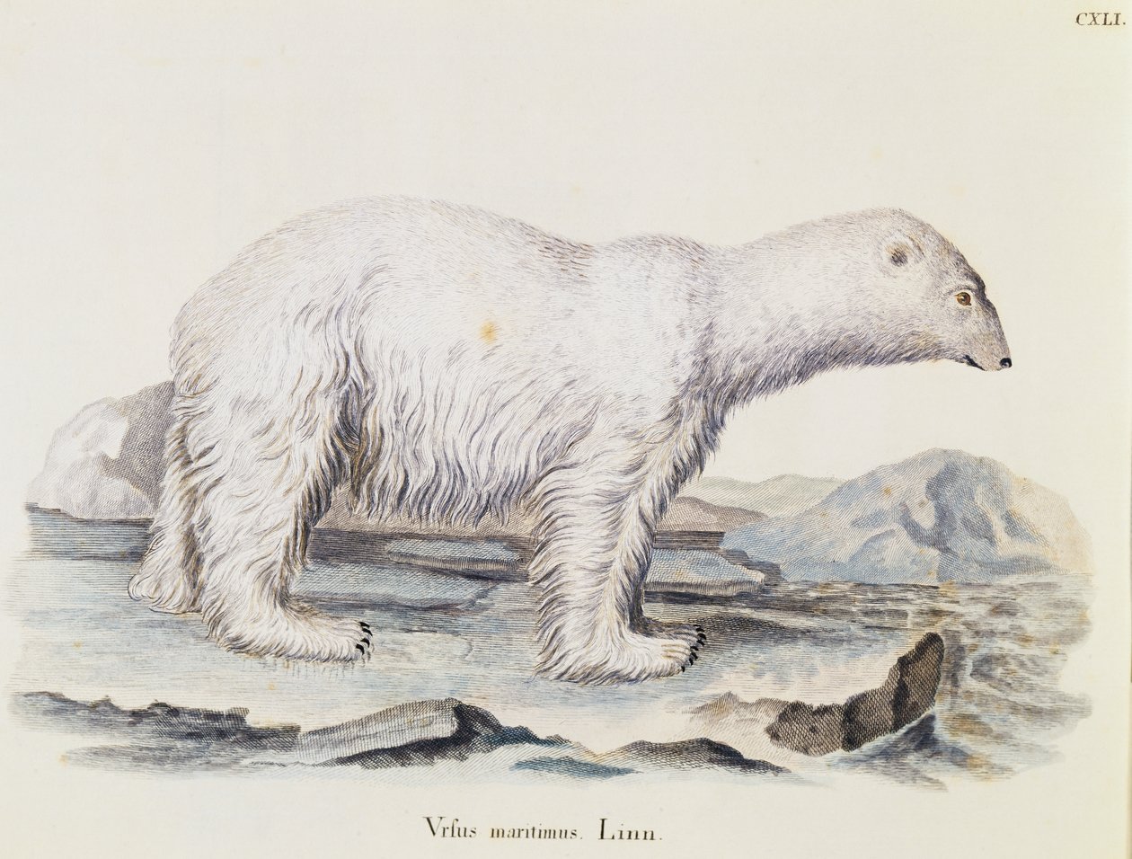 Eisbär (Ursus maritimus), aus Säugetiere aus der Natur illustriert mit Beschreibungen, von Johann Christian Daniel von Schreber, Gravur von IC Bock nach einer Zeichnung von Marechal, Band 3, Tafel 141 von German School