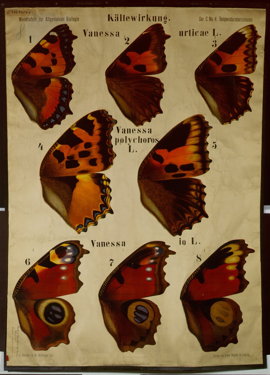 Poster, das die Wirkung der Temperatur auf verschiedene Schmetterlingsarten zeigt von German School