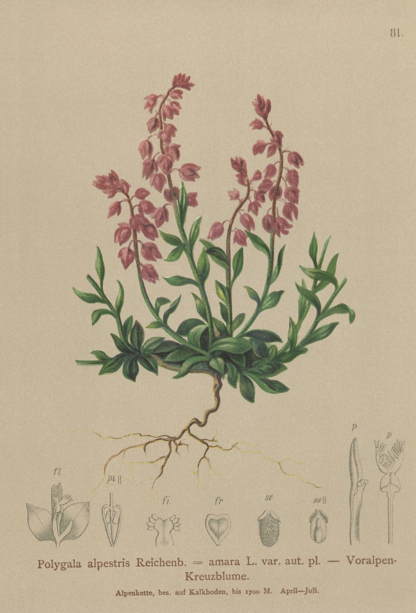 Voralpines Kreuzblümchen von German School